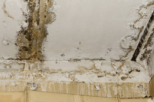 Best Mold Odor Removal Services  in Woodsville, NH